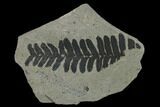 Pennsylvanian Seed Fern (Alethopteris) Fossil - Oklahoma #133636-1